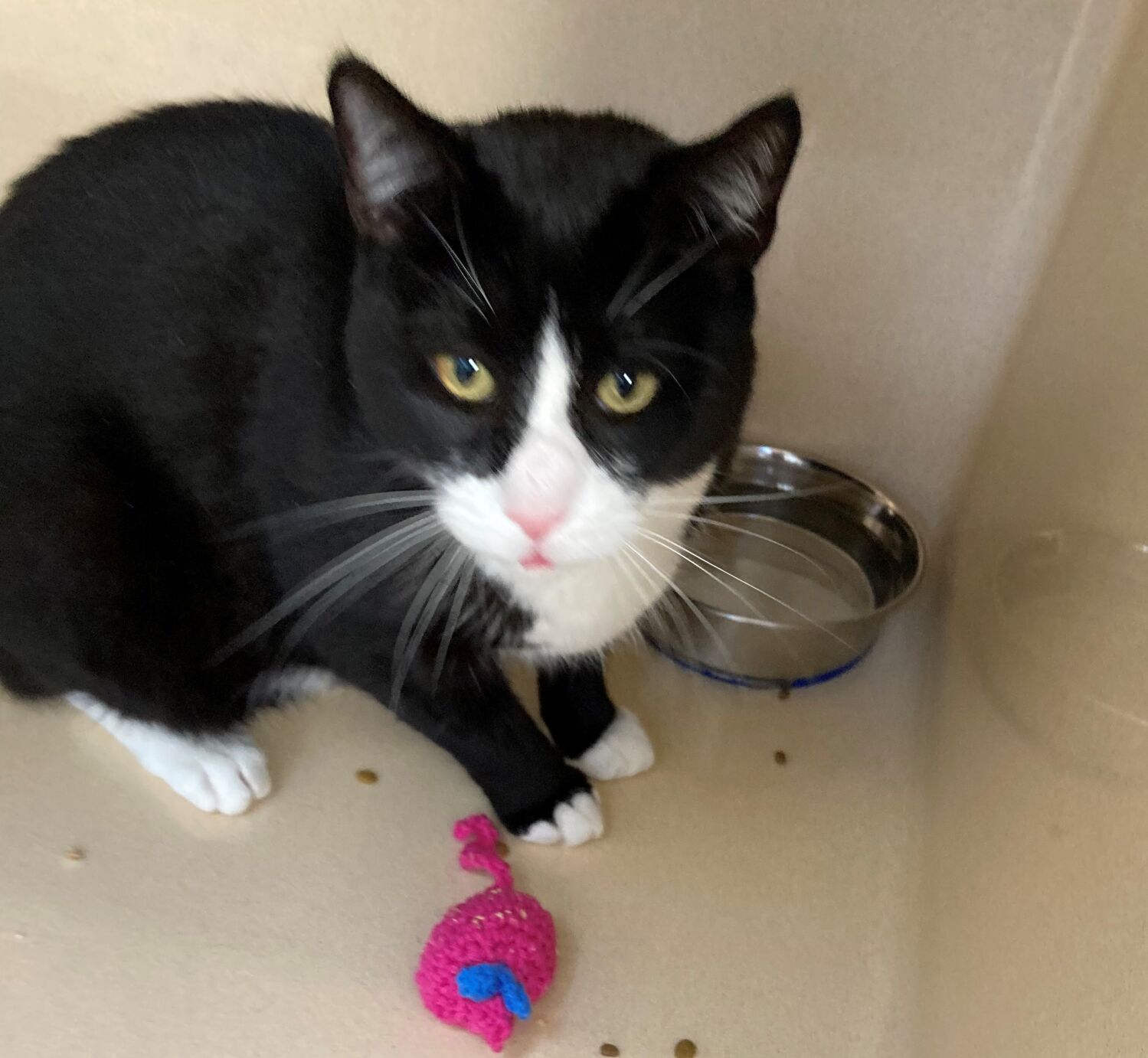 LCSPCA Pet of the Week 11/18/20